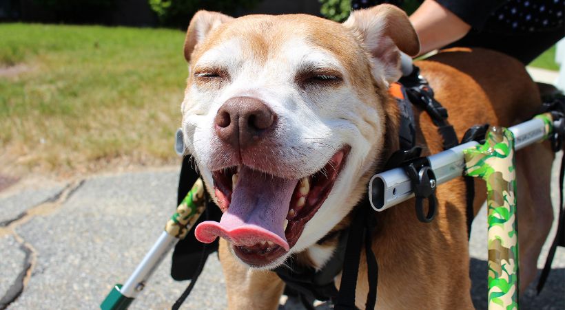 4 wheel dog wheelchair