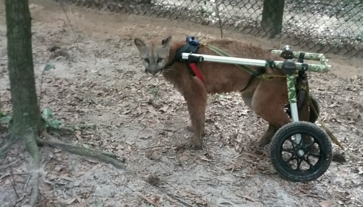 wild panther uses wheelchair