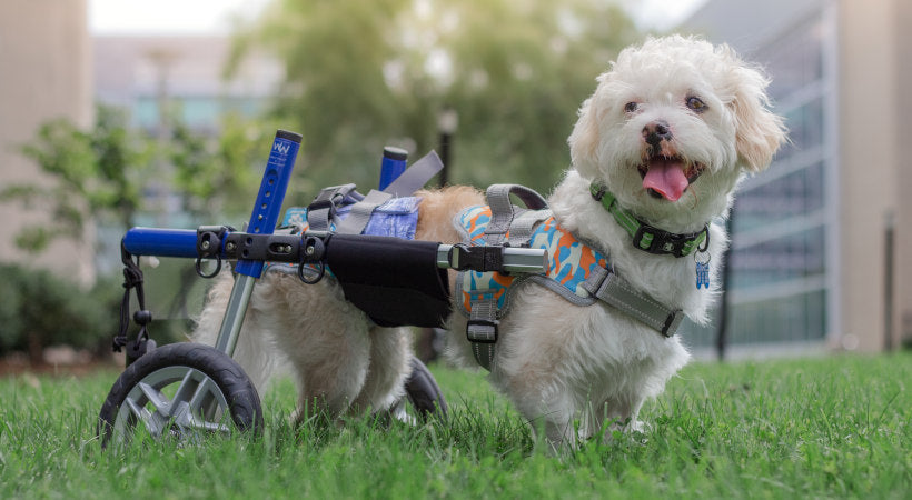 One Dog's Journey from Iran to Massachusetts – Walkin' Pets