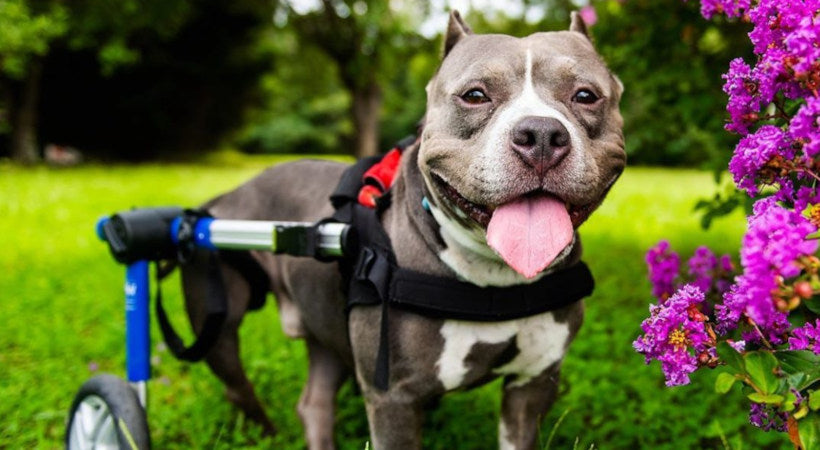 medium dog wheelchair