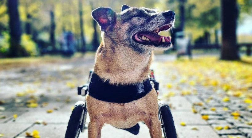 Senior Rollibino enjoying a sunny autumn walk in his Walkin' Wheels