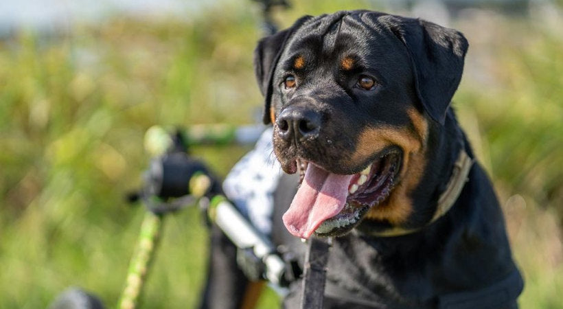 A disabled Rotty using his hind legs in his Walkin' Pets wheelchair