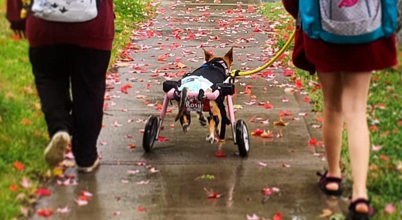 Caring for a paralyzed pet