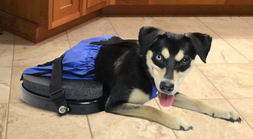 Dog Scooter for Paralyzed Pets