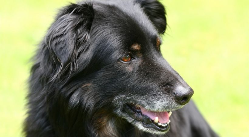 senior border collie