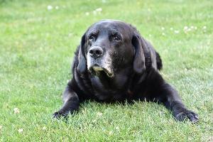 senior black lab laying on grass