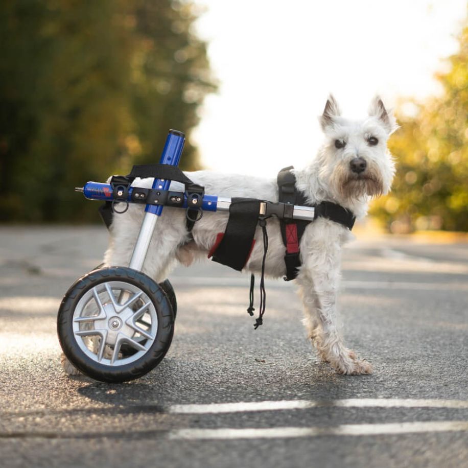 Frequently Asked Questions About Dog Wheelchairs