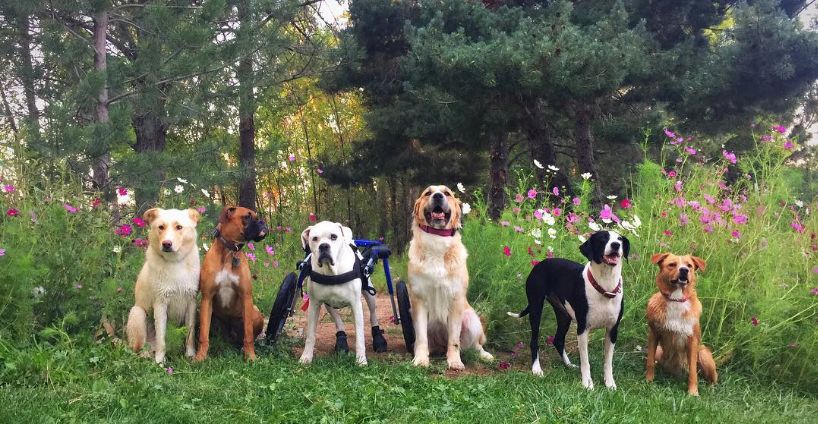 Wheelchair Dogs with Friends