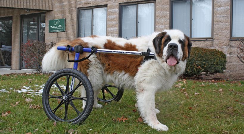 St Bernard in Wheelchair