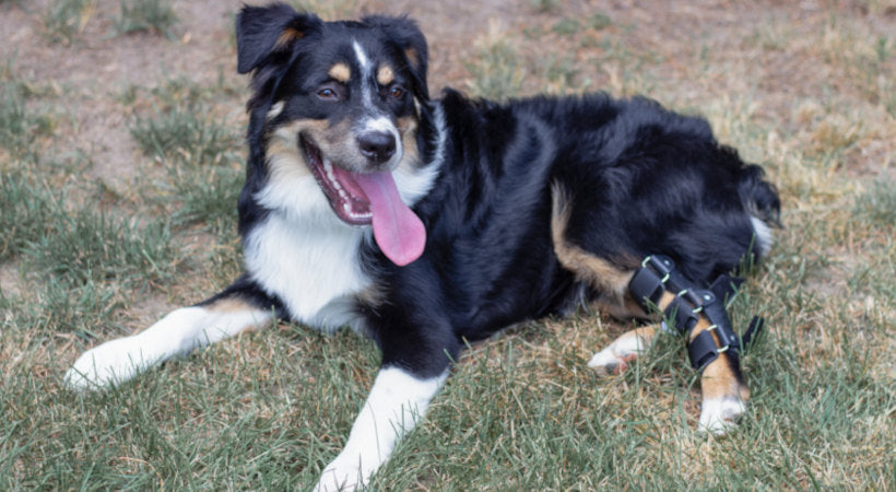 Australian Shepherd wears hock splint on injured rear leg