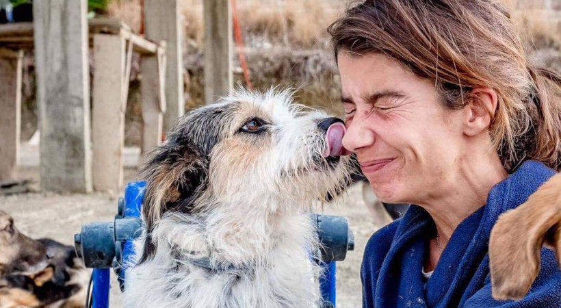 Wheelchair dog kisses pet sitter