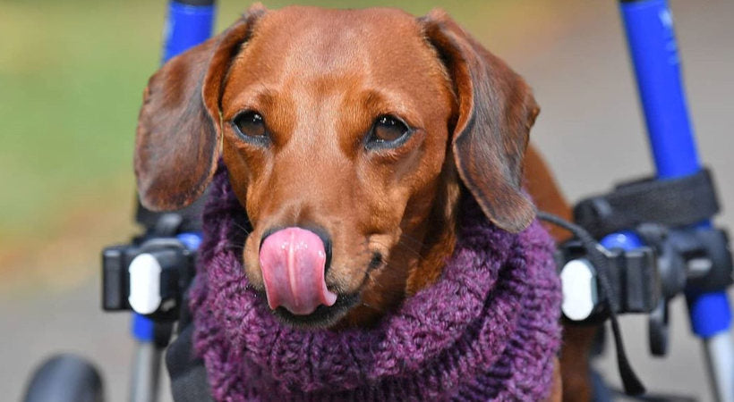 Teddy, a young Dachshund in his wheel recovering from IVDD