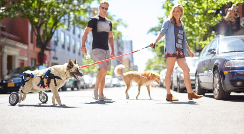 German Shepherd with mobility loss