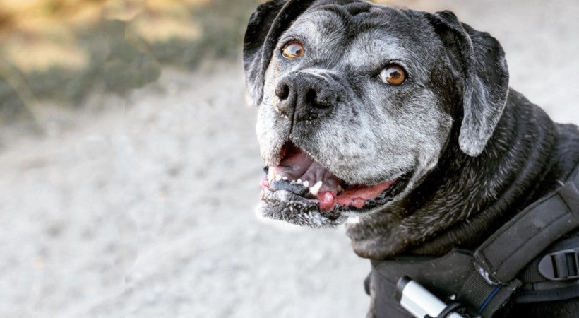 Handsome old lab-pit mix close-up of face