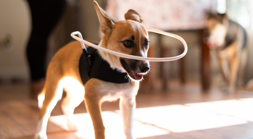 Small dog wears blind dog halo to see