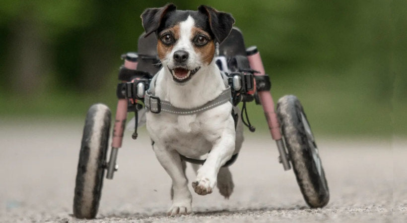 Disabled Jack Russell in wheelchair