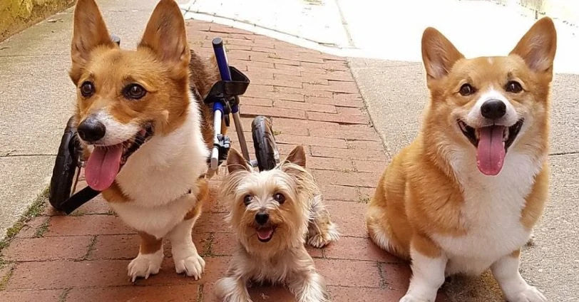 three tired friends. Two Corgis and a Yorkie. One corgi in his Walkin' wheels