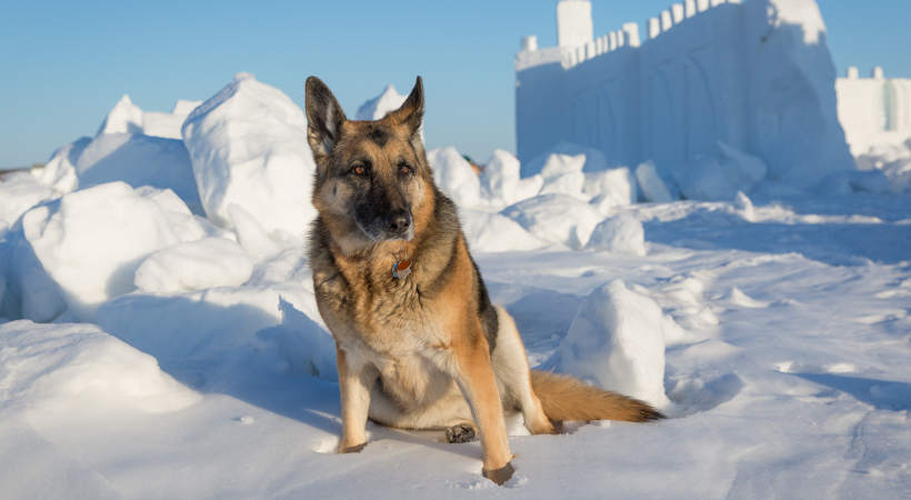 handicapped dog in snow