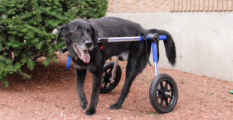 Trouper Rear Leg Amputee Wheelchair