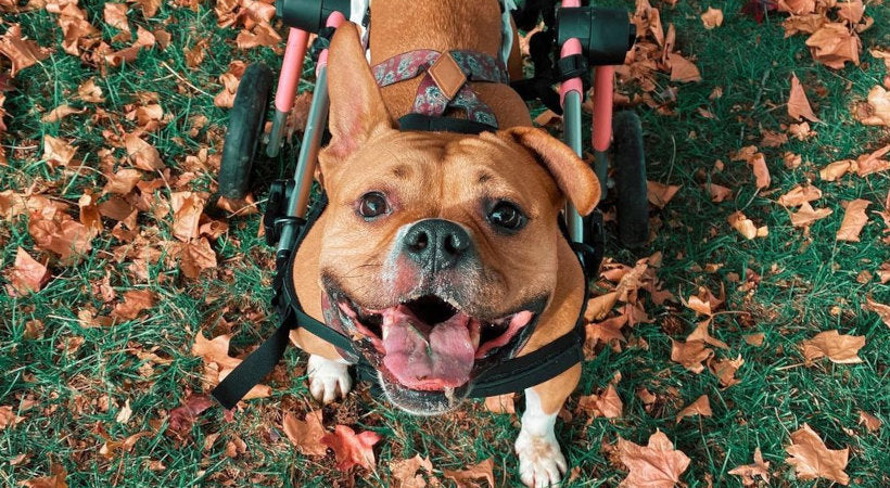 paralyzed Pitbull plays in the leaves