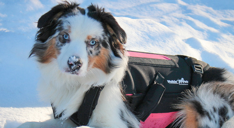 Australian Shepherd wears vertebraVe back support