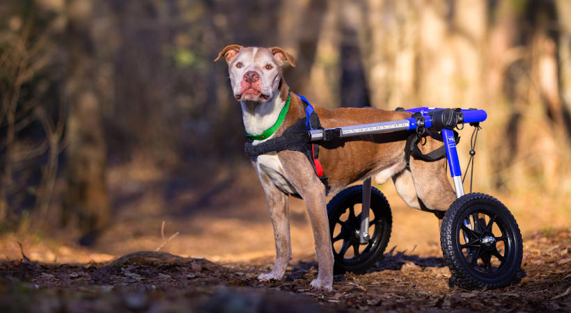 Boxer Wheelchair - Tucker James