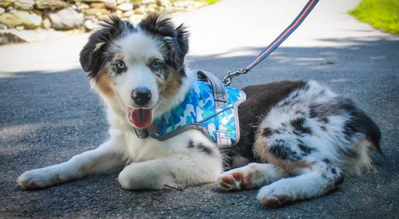 Mini Aussie Dog Harness