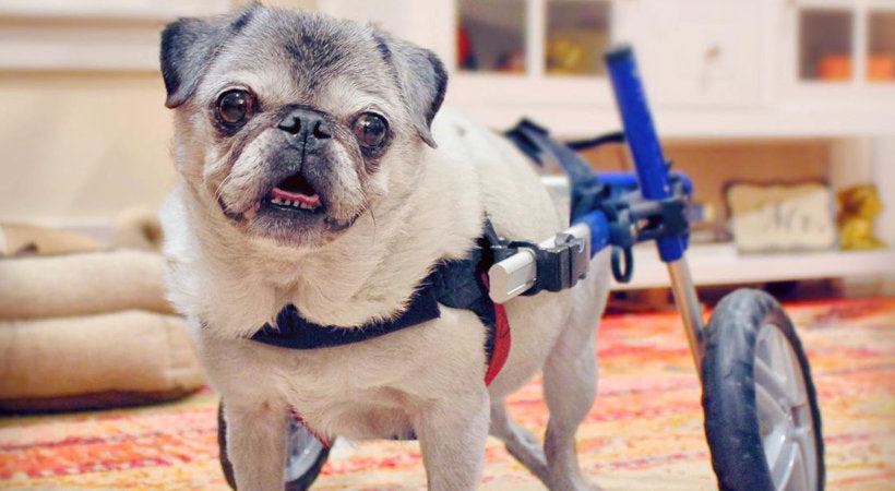 Tuesday the Pug in a custom sized Walkin Wheelchair