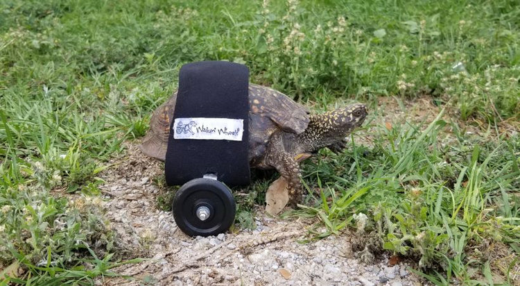 Turtle Wheelchair Helps Injured Turtle Walk Again | Walkin' Wheels ...