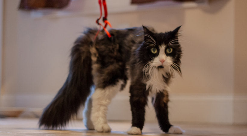 Injured cat uses Up-n-Go Rear Support Leash to walk during recovery