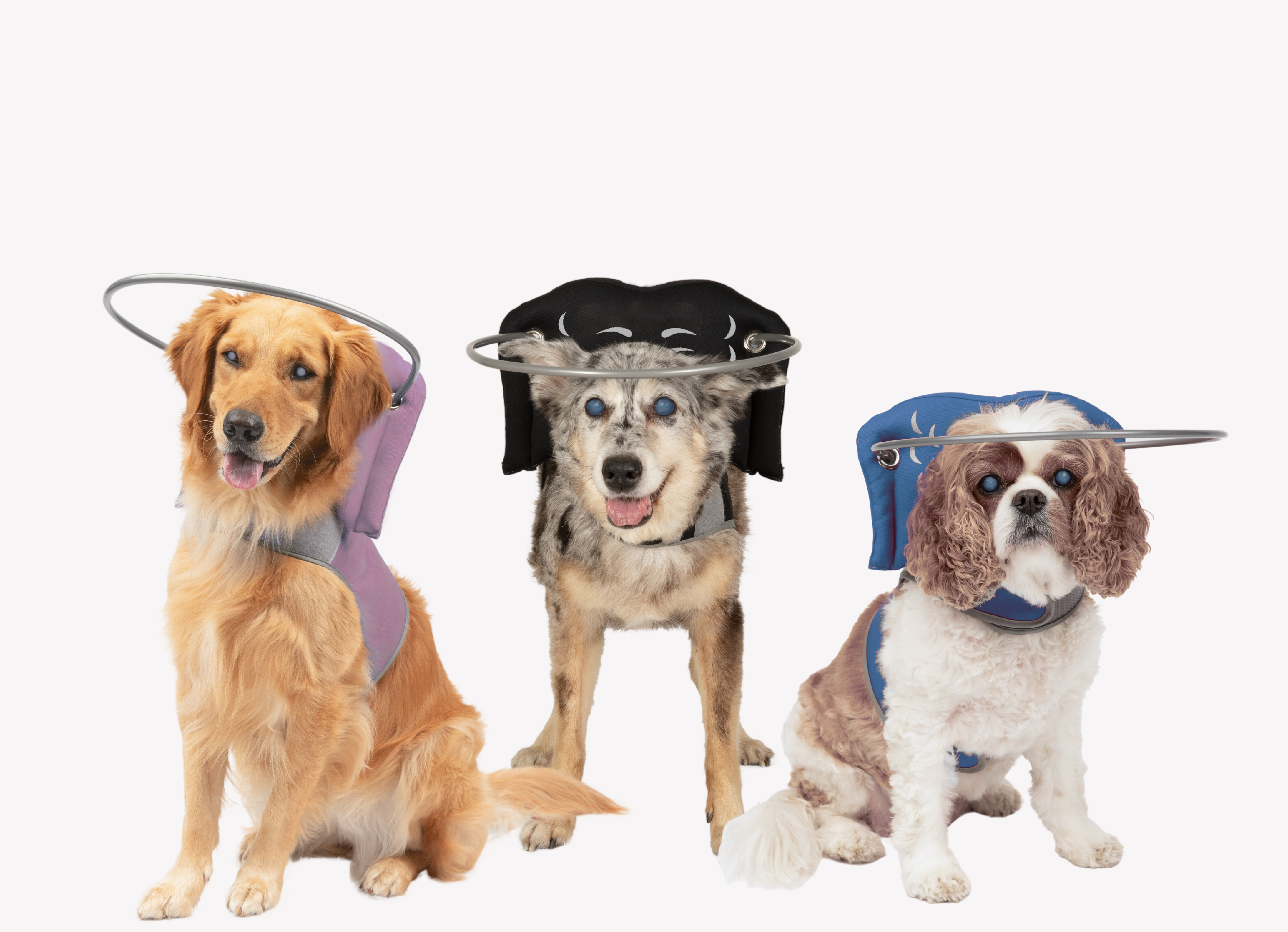 What Causes Dog Vision Loss and Blindness?