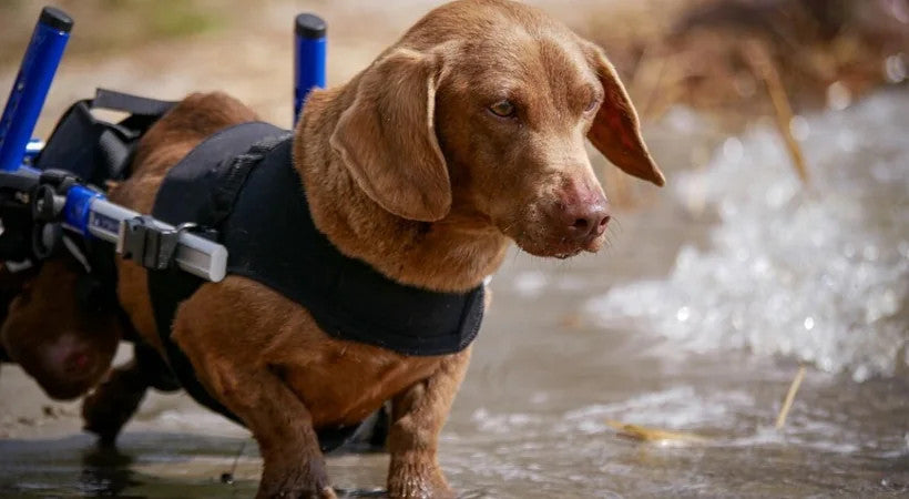 a dachshund with IVDD getting about in her Walkin Wheels