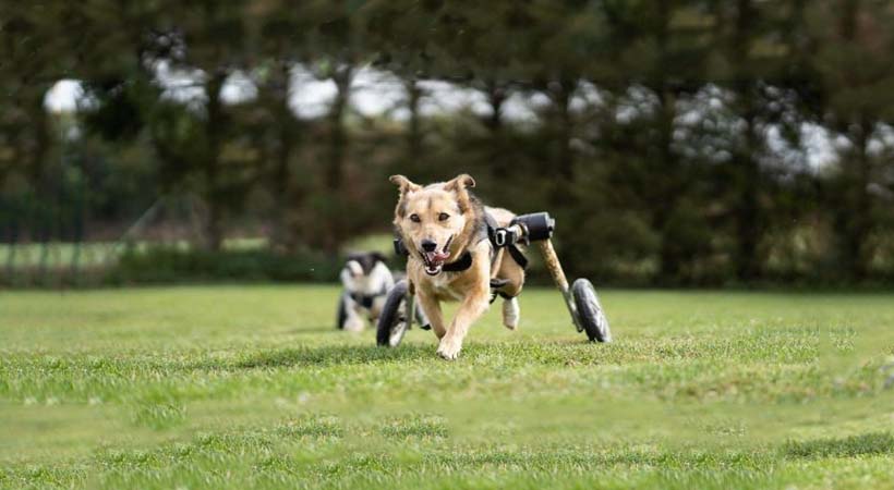 dog wheelchair