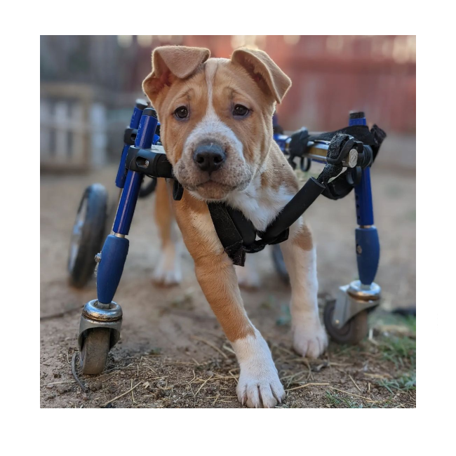 Full Support Dog Wheelchairs Explained