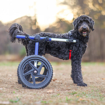 What is Discospondylitis in Dogs?