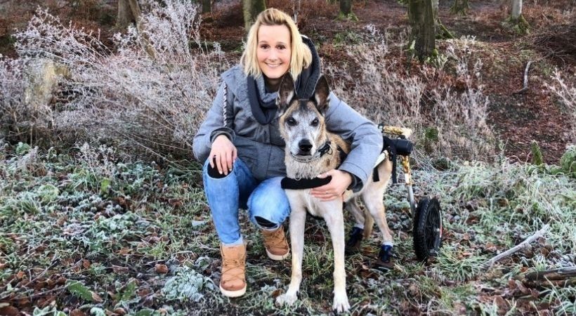 A Rescue dog in his Walkin' Wheels with his happy pet parent