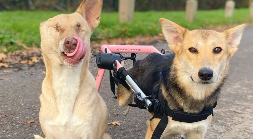 two impaired rescues posing for the camera