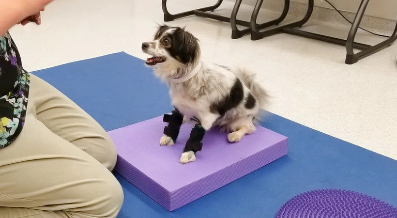 Small dog working to correct paw placement and knuckling