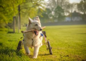 What To Do When Your Puppy is Diagnosed with Hip Dysplasia?