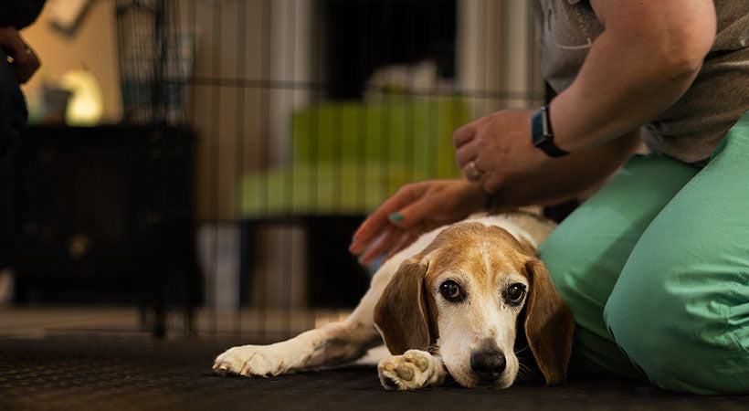 Wilson was paralyzed and learned to walk again with new wheelchair