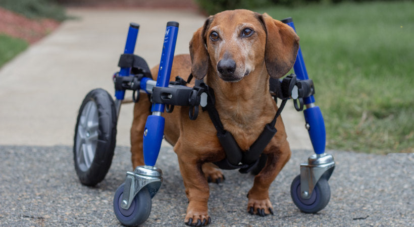 How to Attach a Harness to a Quad Dog Wheelchair – Walkin' Pets