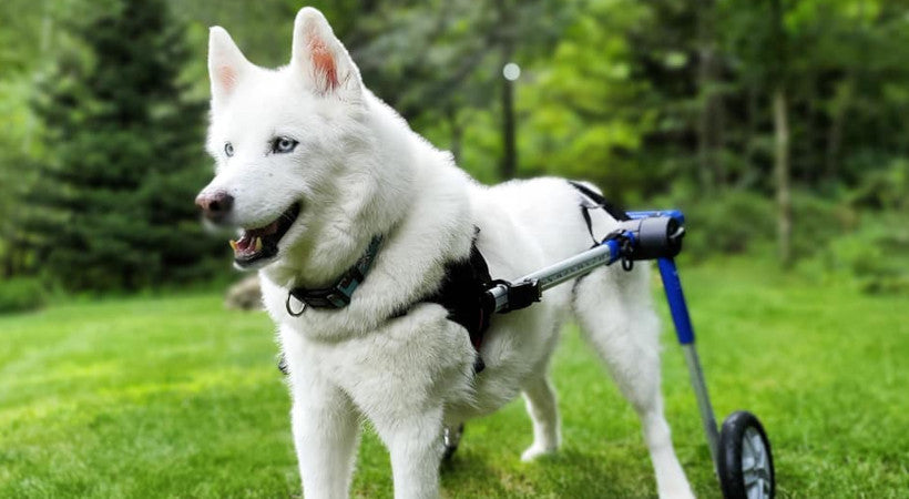 White Shepard in a Walkin' Wheels in a lush green yard