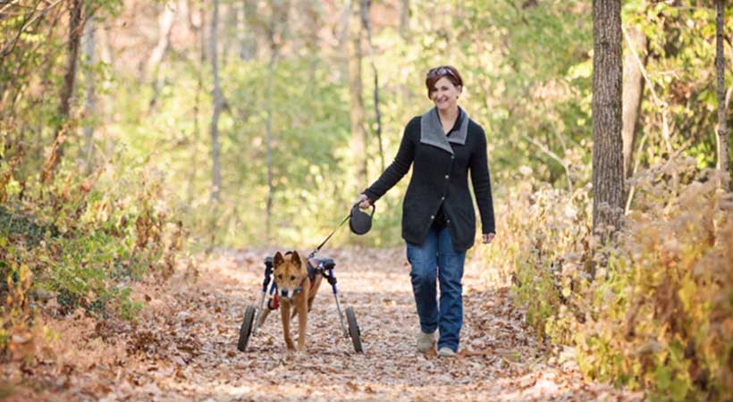 healthy senior dog