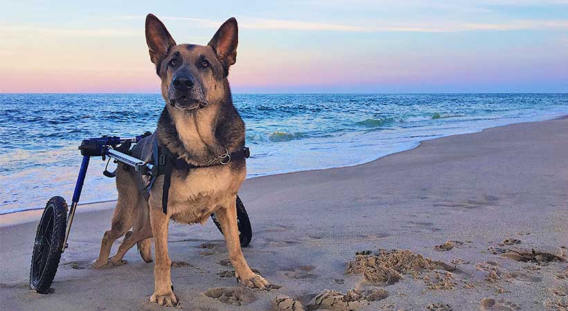 rear dog wheelchair