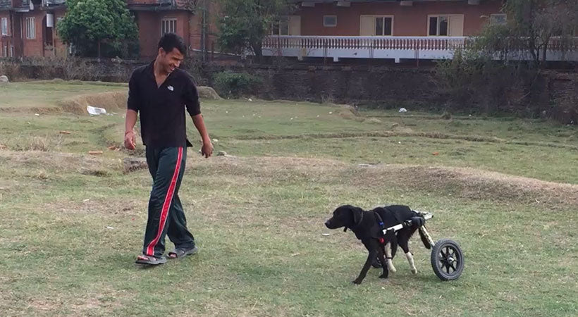 injured dog uses dog wheelchair