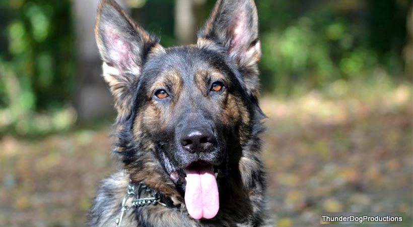 german shepherd personal protection dog