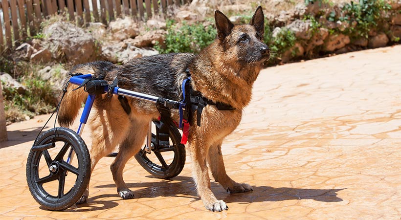 adopting a disabled dog