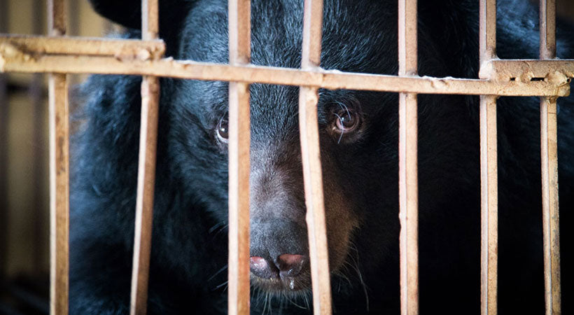 bear bile trafficking