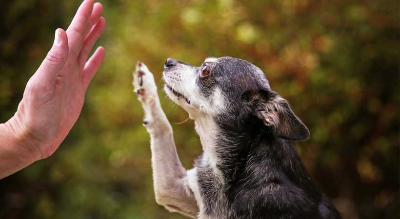 senior and disabled dogs