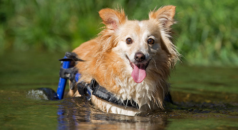 water safety tips for dogs